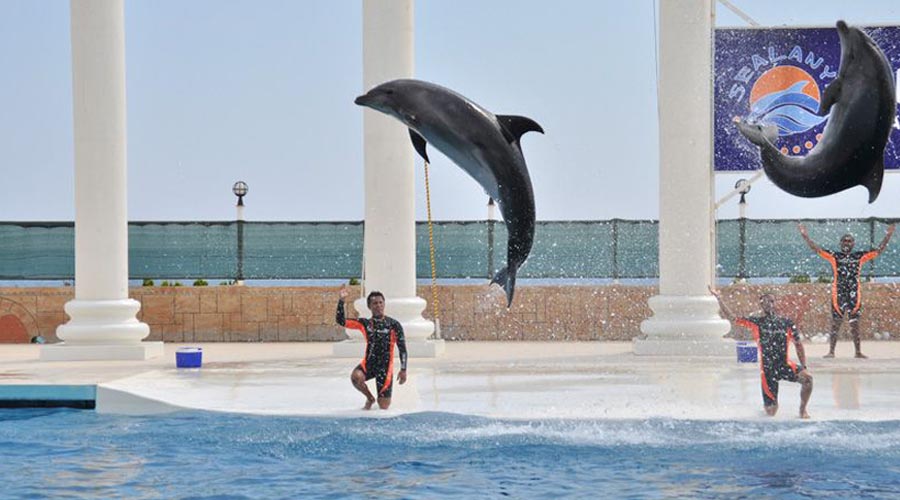 Mořský park Sealanya s delfíní show - Delfinárium