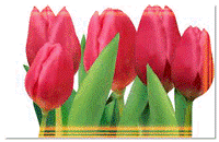 Fakta o Turecku tulipán