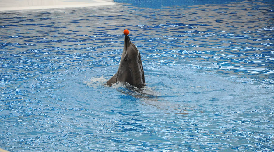 Delfinárium z Antalye
