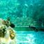 Mořský park Sealanya - Tropický útes
