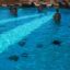 Mořský park Sealanya - Rejnočí bazén