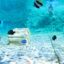 Mořský park Sealanya s delfíní show - Tropický útes