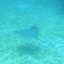 Mořský park Sealanya s delfíní show - Rejnočí bazén