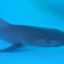 Mořský park Sealanya s delfíní show